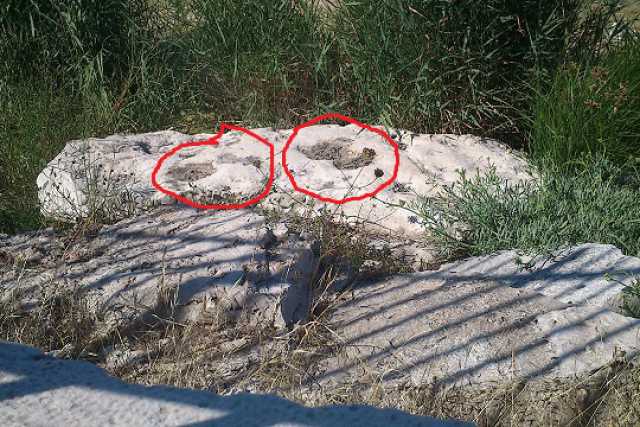 Dinosauri, orme anche nel porto di Bari: �Ma da l� vanno spostate�